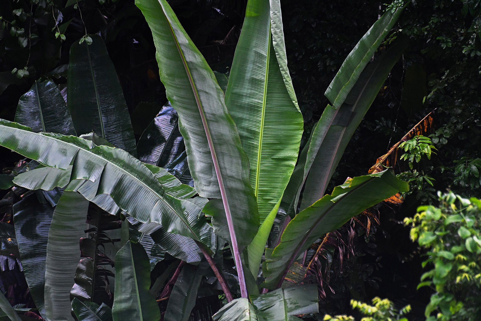 Large, vibrant banana leaves towering in the wild garden at Hacienda Eterna Primavera, surrounded by dense tropical foliage.