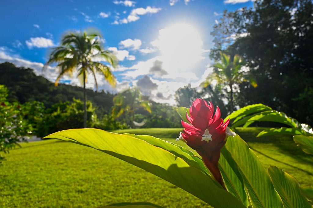 “Lush tropical garden at Hacienda Eterna Primavera, with vibrant red ginger flowers and natural greenery, showcasing the beauty of nature in Puerto Rico.”
