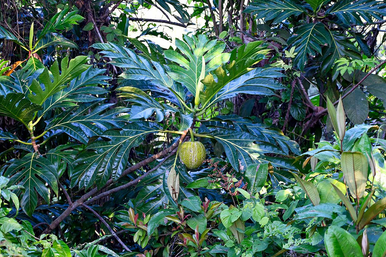 Breadfruit tree with a single green fruit growing in the tropical garden at Hacienda Eterna Primavera.