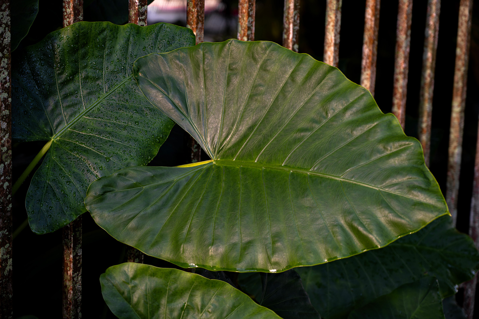Large elephant ear leaves with morning dew, growing near a rusted iron fence at the hacienda.