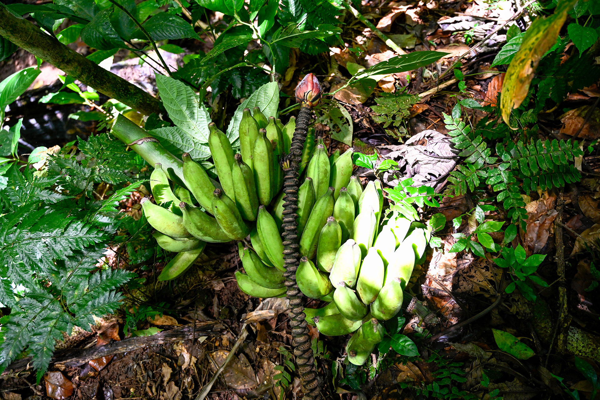 Cluster of green bananas growing low to the forest floor in the wild garden at Hacienda Eterna Primavera, surrounded by tropical foliage.