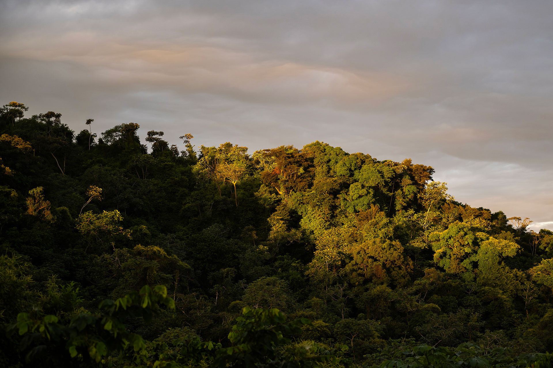 Low sunlight touches the treetops of a lush tropical hillside with dramatic golden tones.
