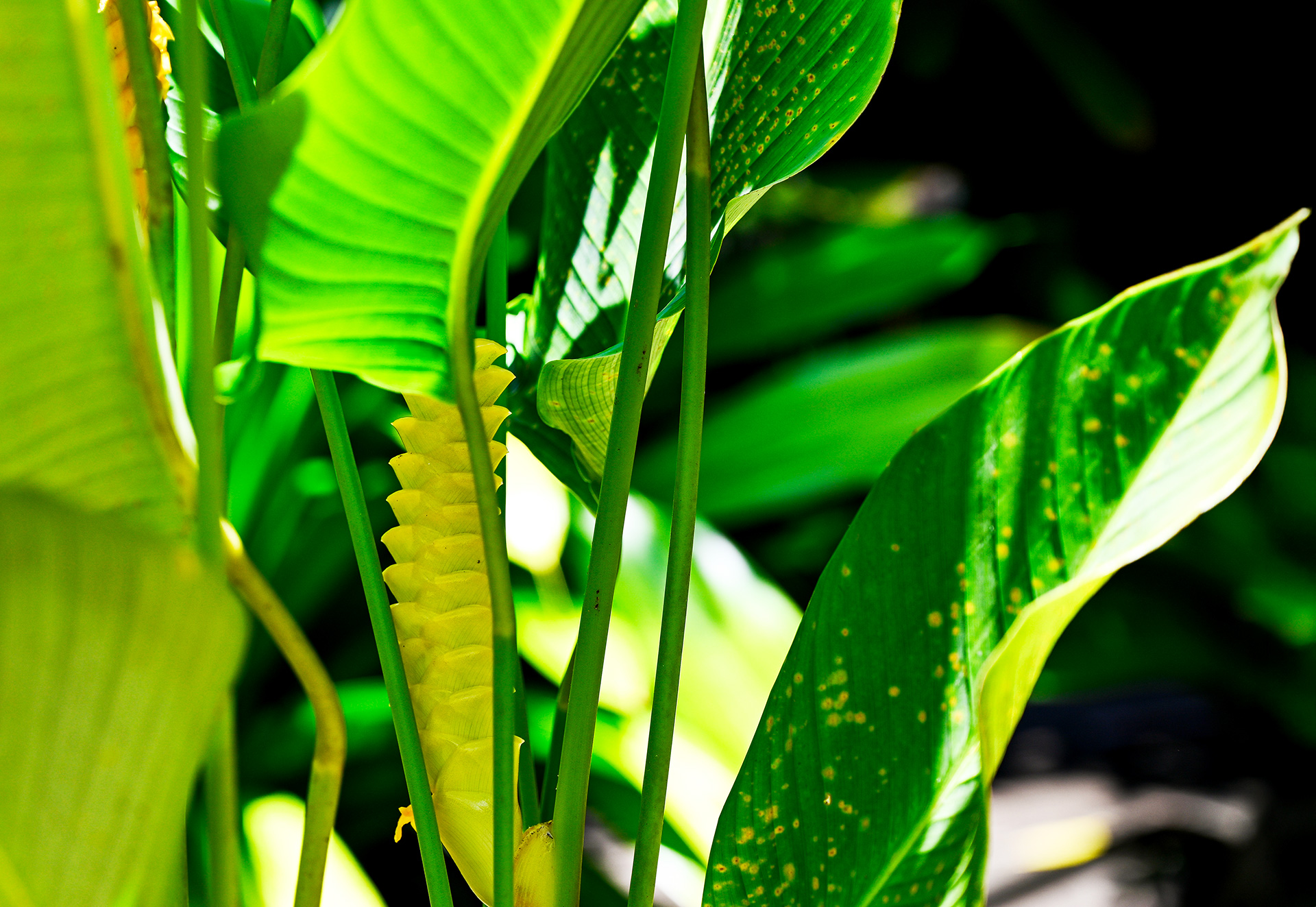 Yellow heliconia flower partially hidden among tall, lush green foliage in the hacienda garden.