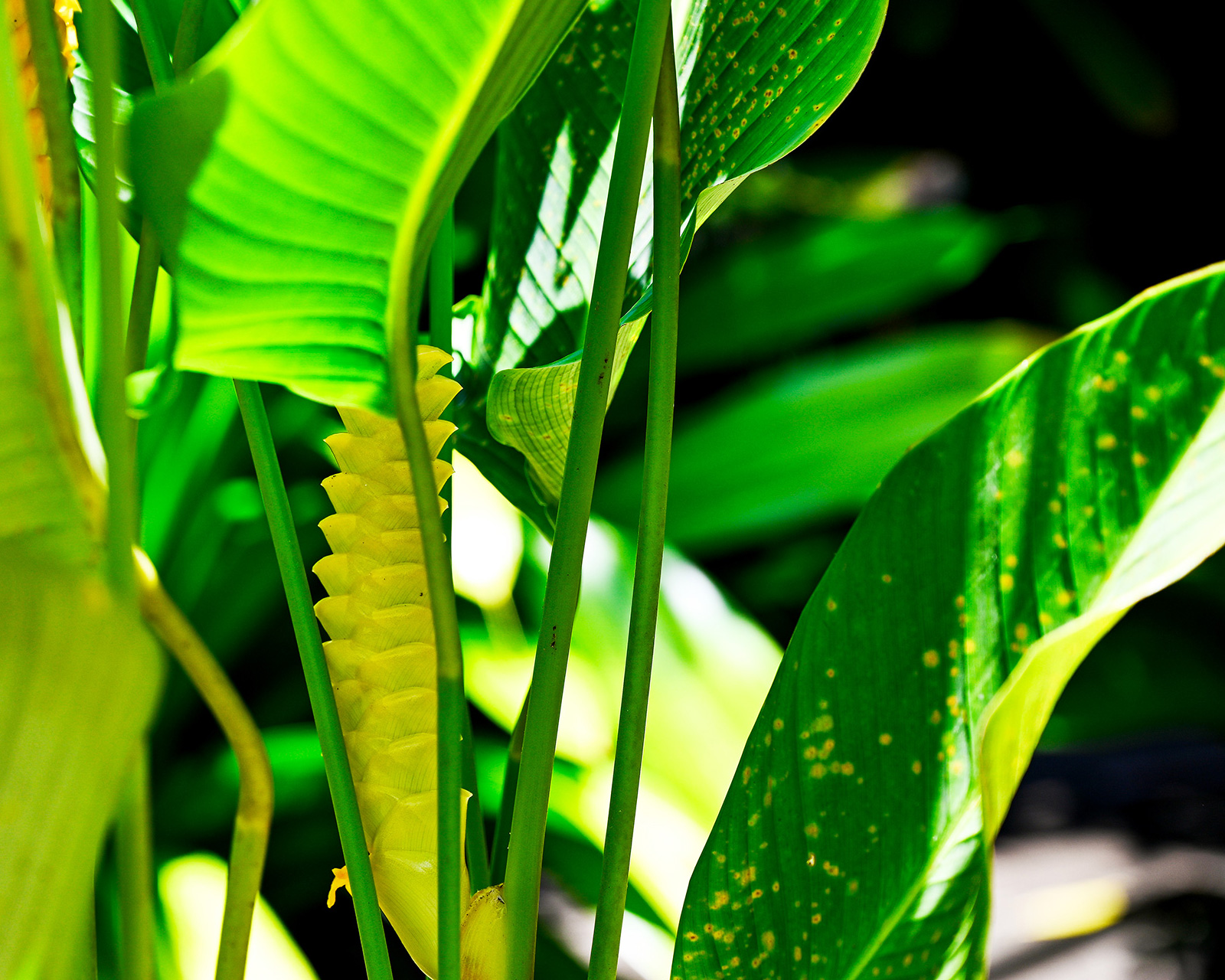 Close-up of tropical green leaves with yellow bract in the tropical garden at Hacienda Eterna Primavera Puerto Rico