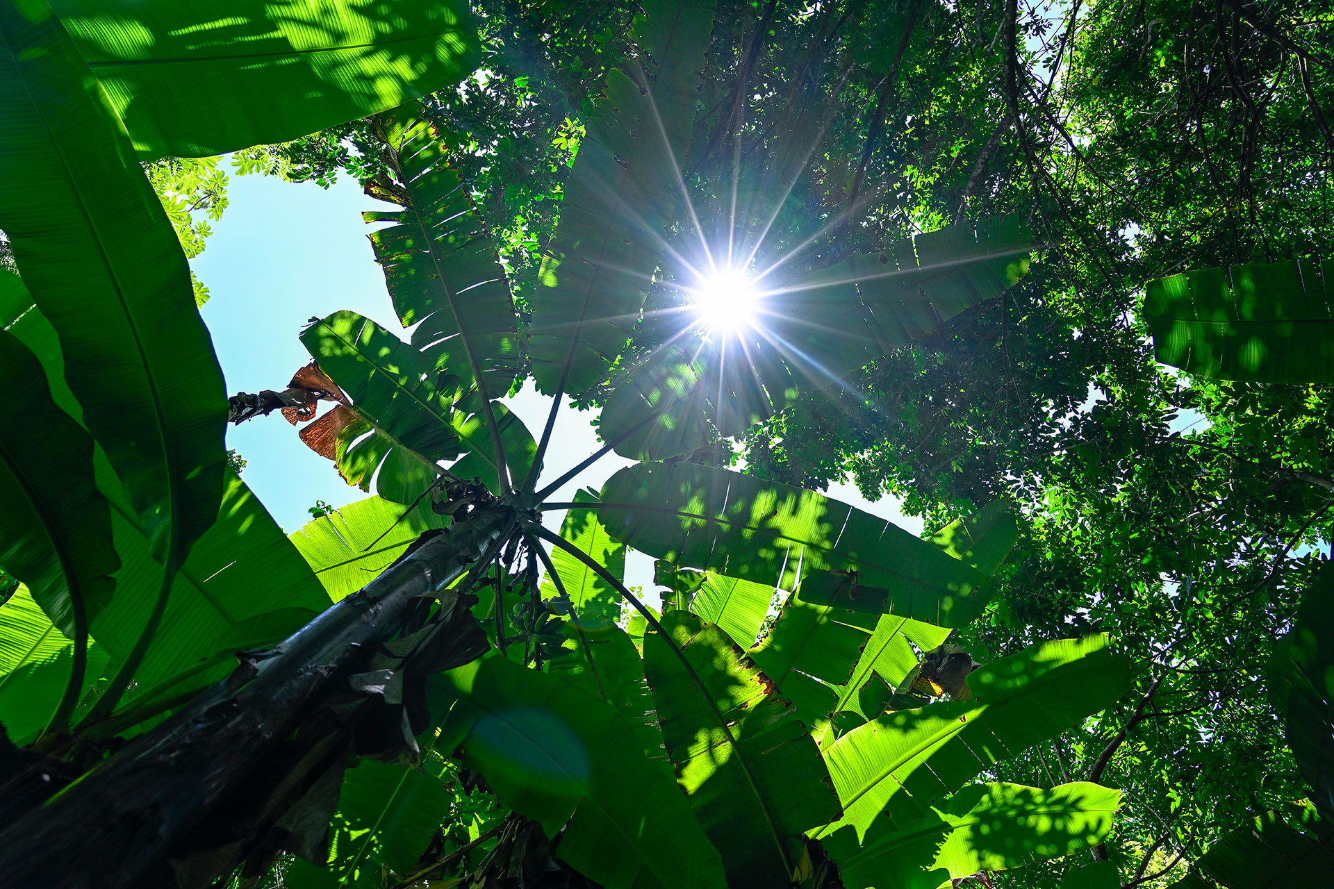 View looking up through tall banana trees with sunlight streaming through the leaves in the wild garden of Hacienda Eterna Primavera.
