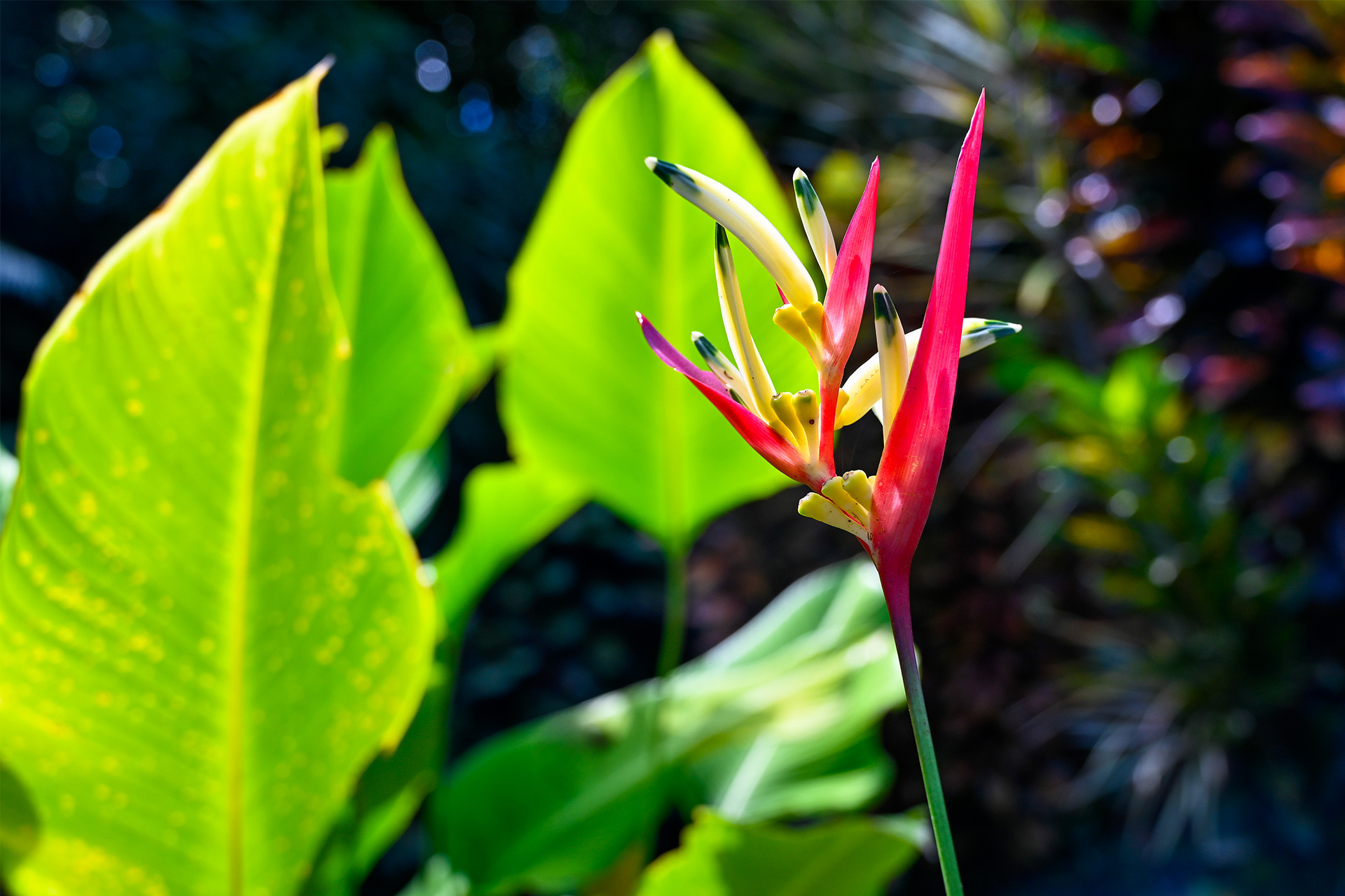 Close-up of pink and yellow heliconia bloom with bright green leaves in the background.