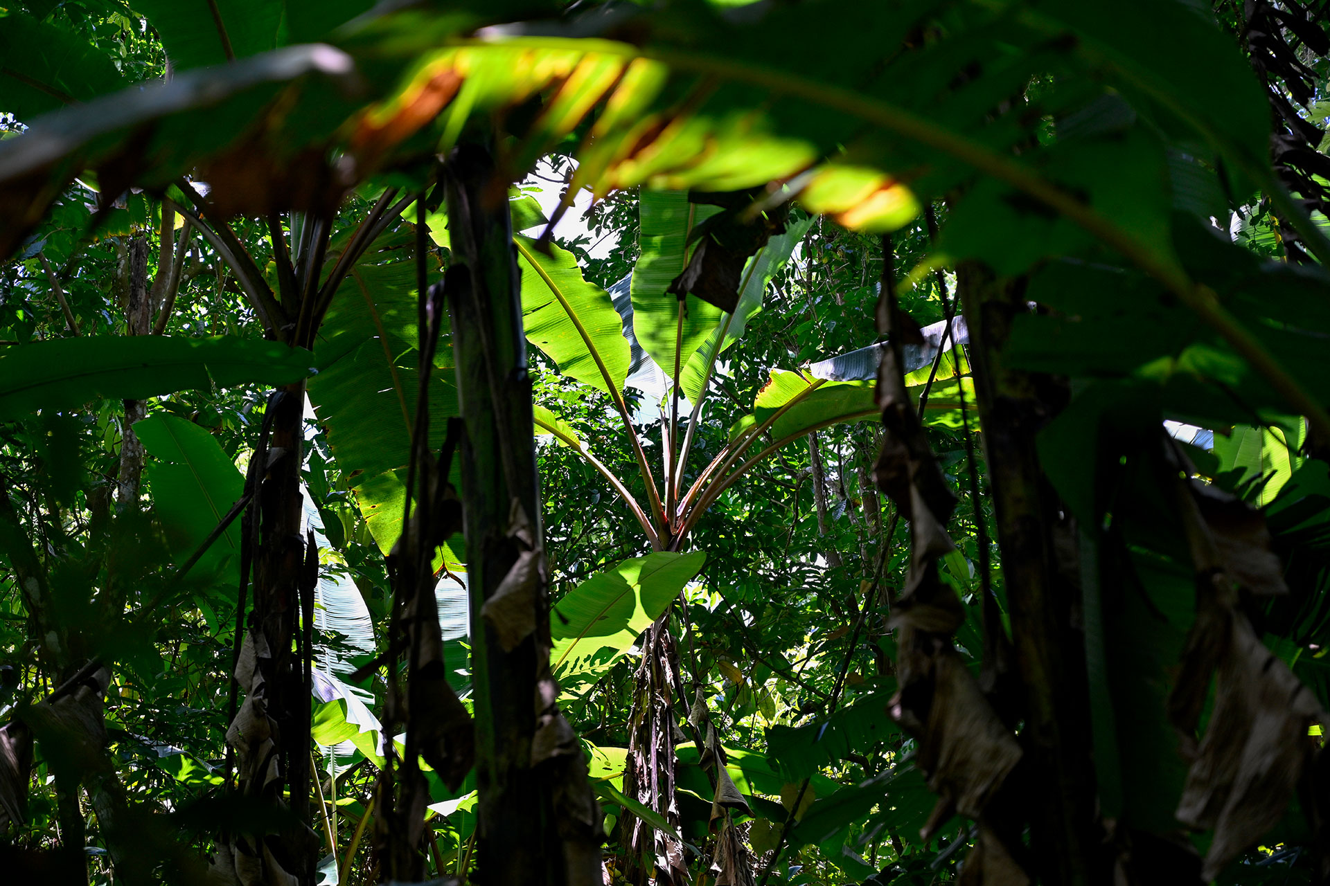 Dense view inside the wild banana grove at Hacienda Eterna Primavera, with sunlight filtering through thick green foliage and tall stems.