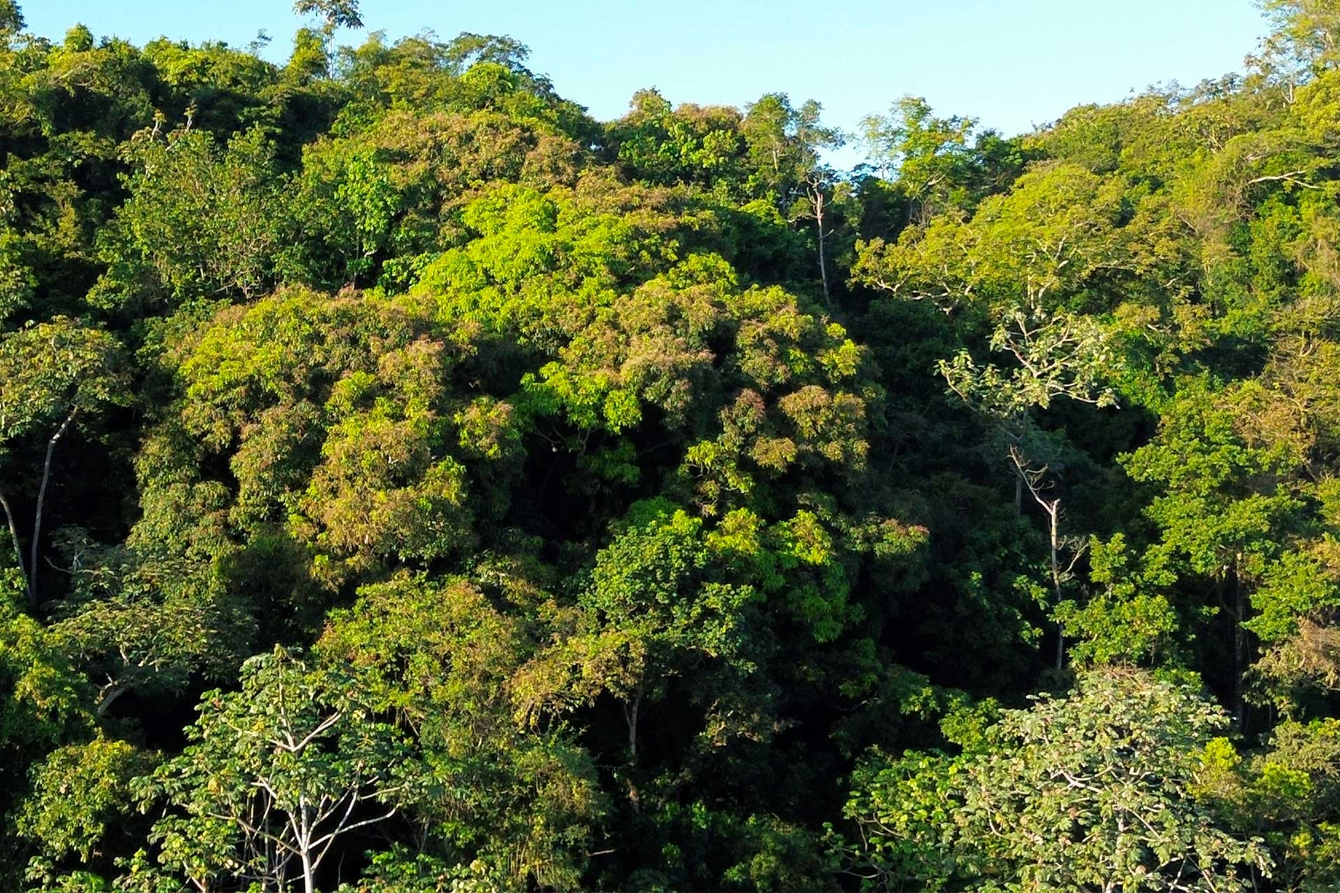 Close-up view of the tropical forest canopy with layered green foliage just beyond the hacienda.