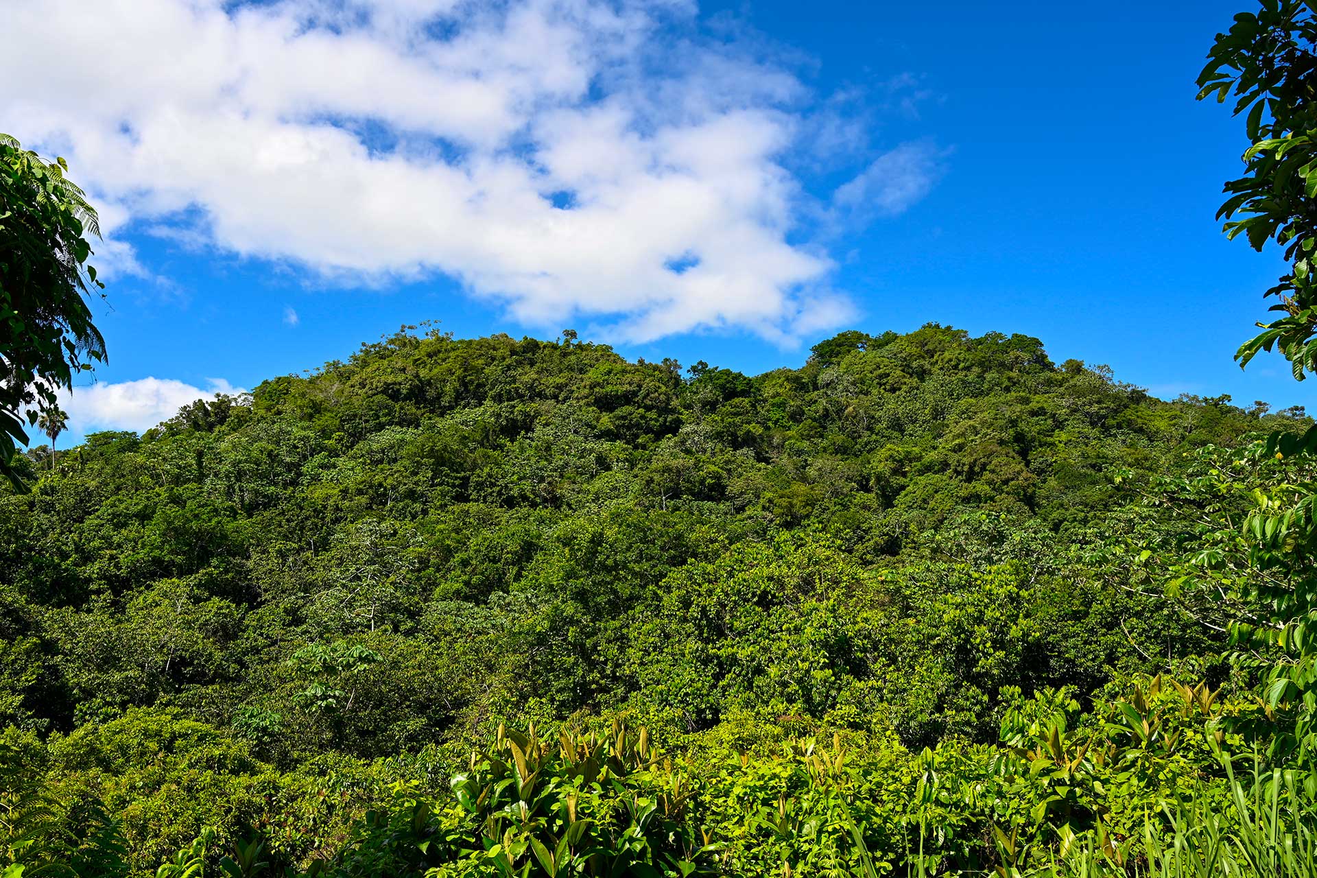 View from Hacienda Eterna Primavera showing dense green forest under a bright blue Puerto Rican sky.