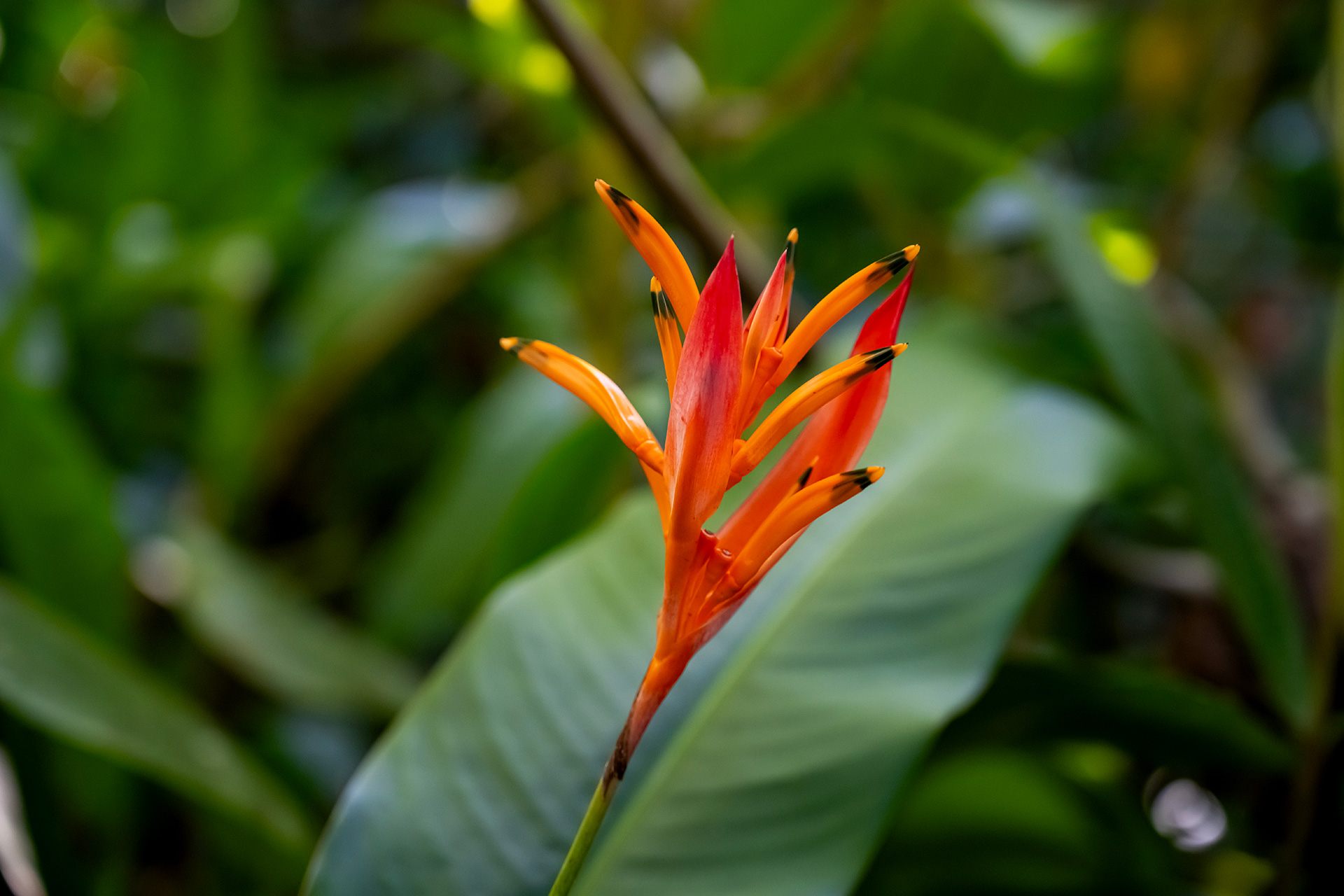 Orange heliconia psittacorum flower blooming with upright bracts and tropical green backdrop.