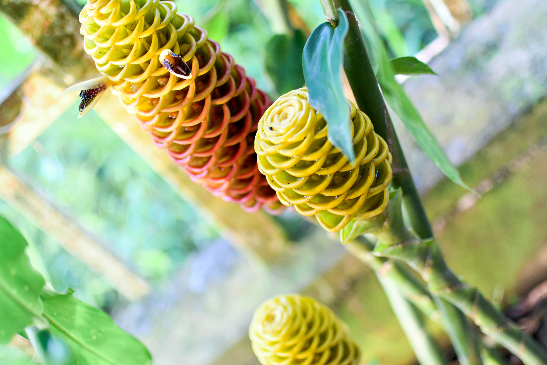 These curious blooms change color as they mature — a quiet reward for looking a little closer.
