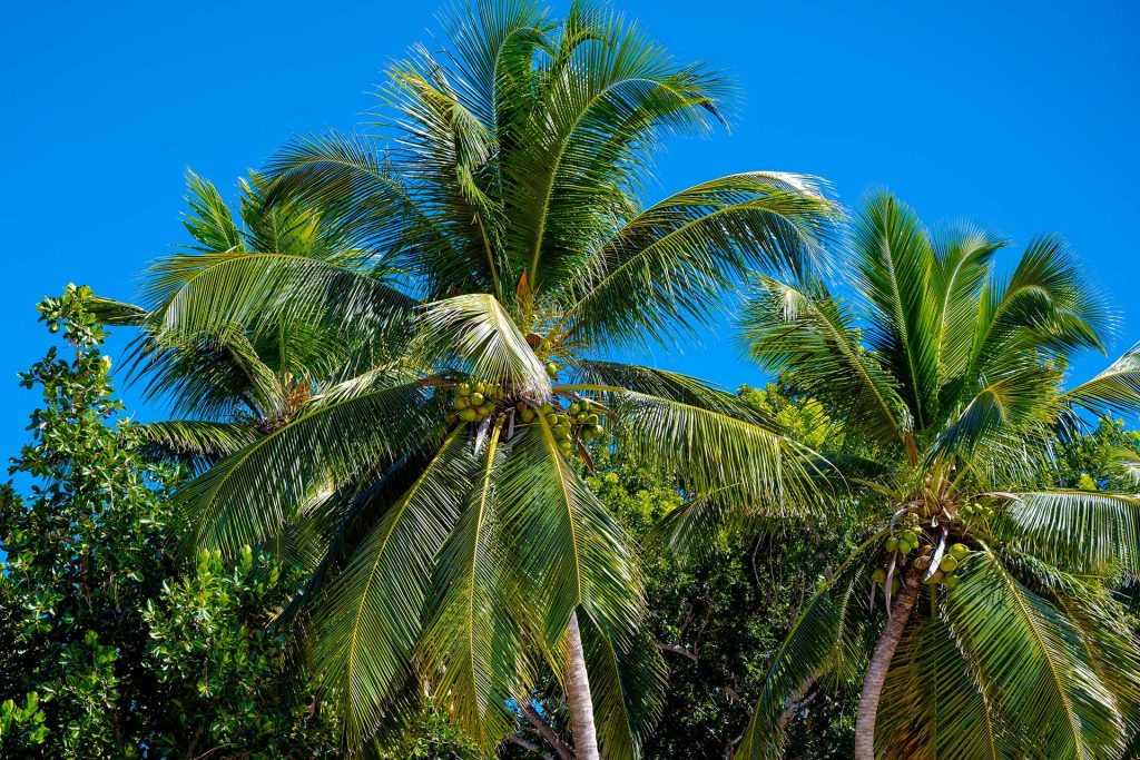 Tall, lush palm trees swaying under a bright blue sky in Puerto Rico, capturing the island’s tropical charm.