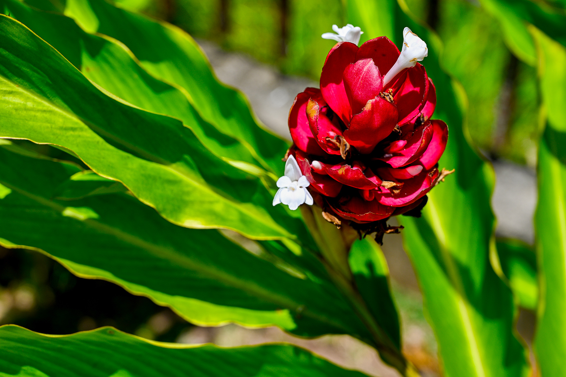 Red ginger flower in full bloom with delicate white flowers emerging between bracts.