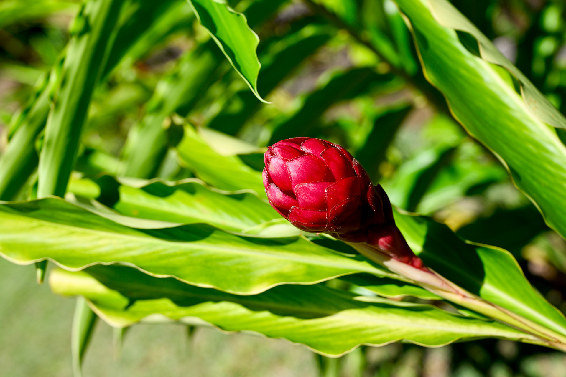 Red ginger flower bud emerging among bright green tropical leaves near the master suite garden.