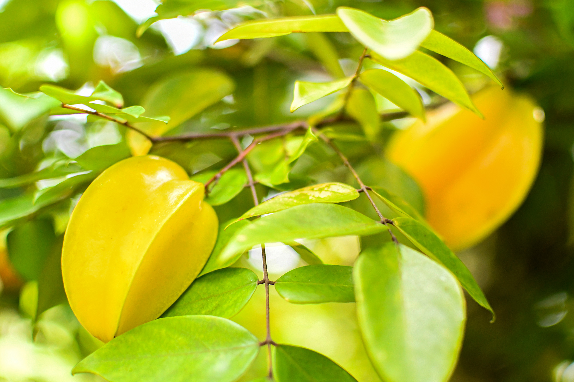 ripe-starfruit-on-tree-tropical-garden