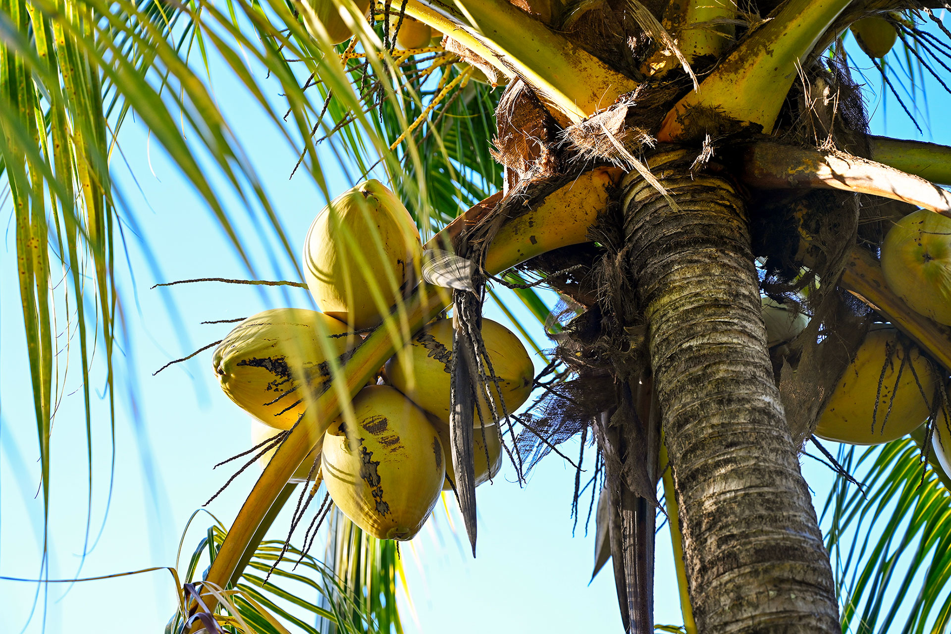 Cluster of ripe yellow coconuts hanging from a tall palm tree in the tropical sun at Hacienda Eterna Primavera.