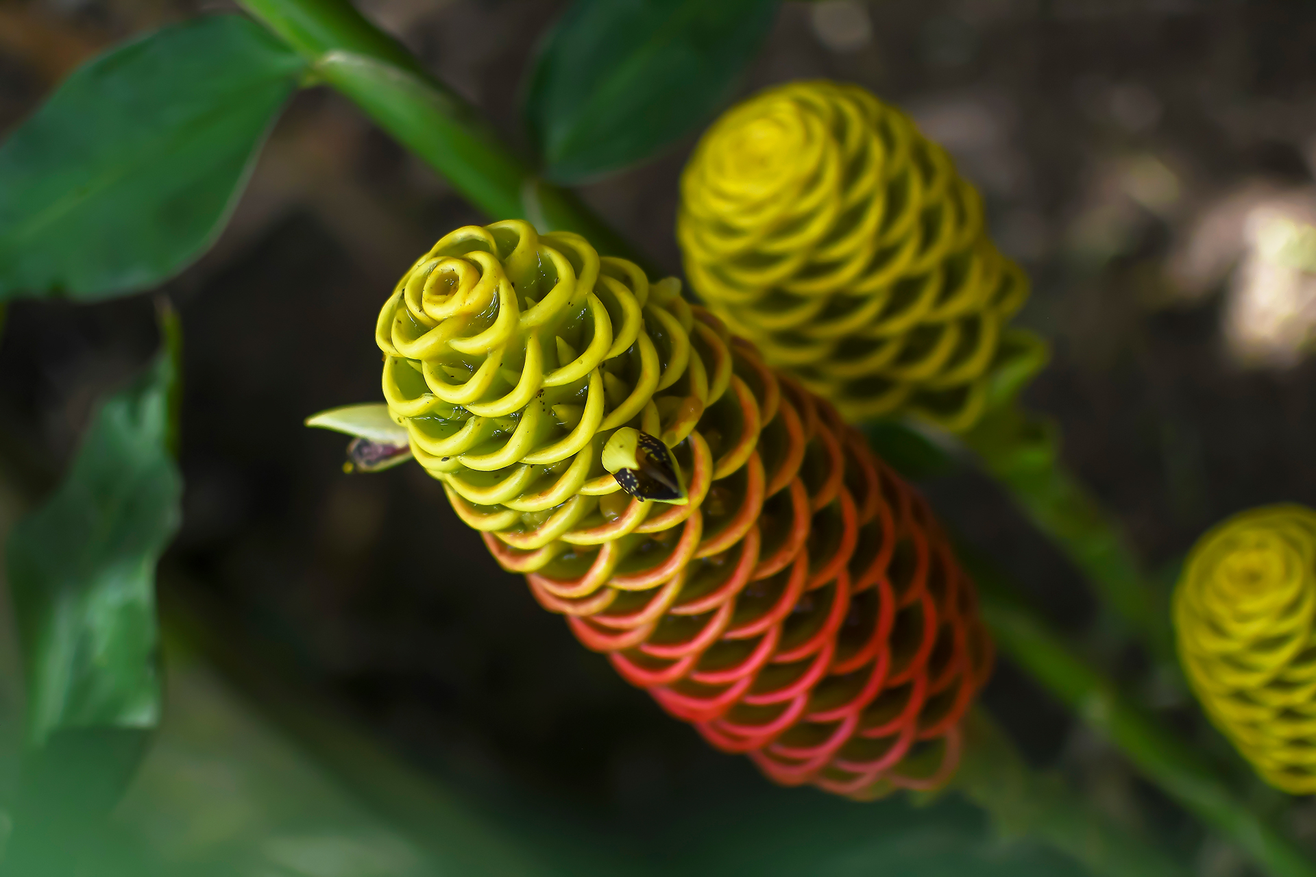 Close-up of a pinecone ginger flower with red and yellow spiral bracts in Hacienda Eterna Primavera’s tropical garden.