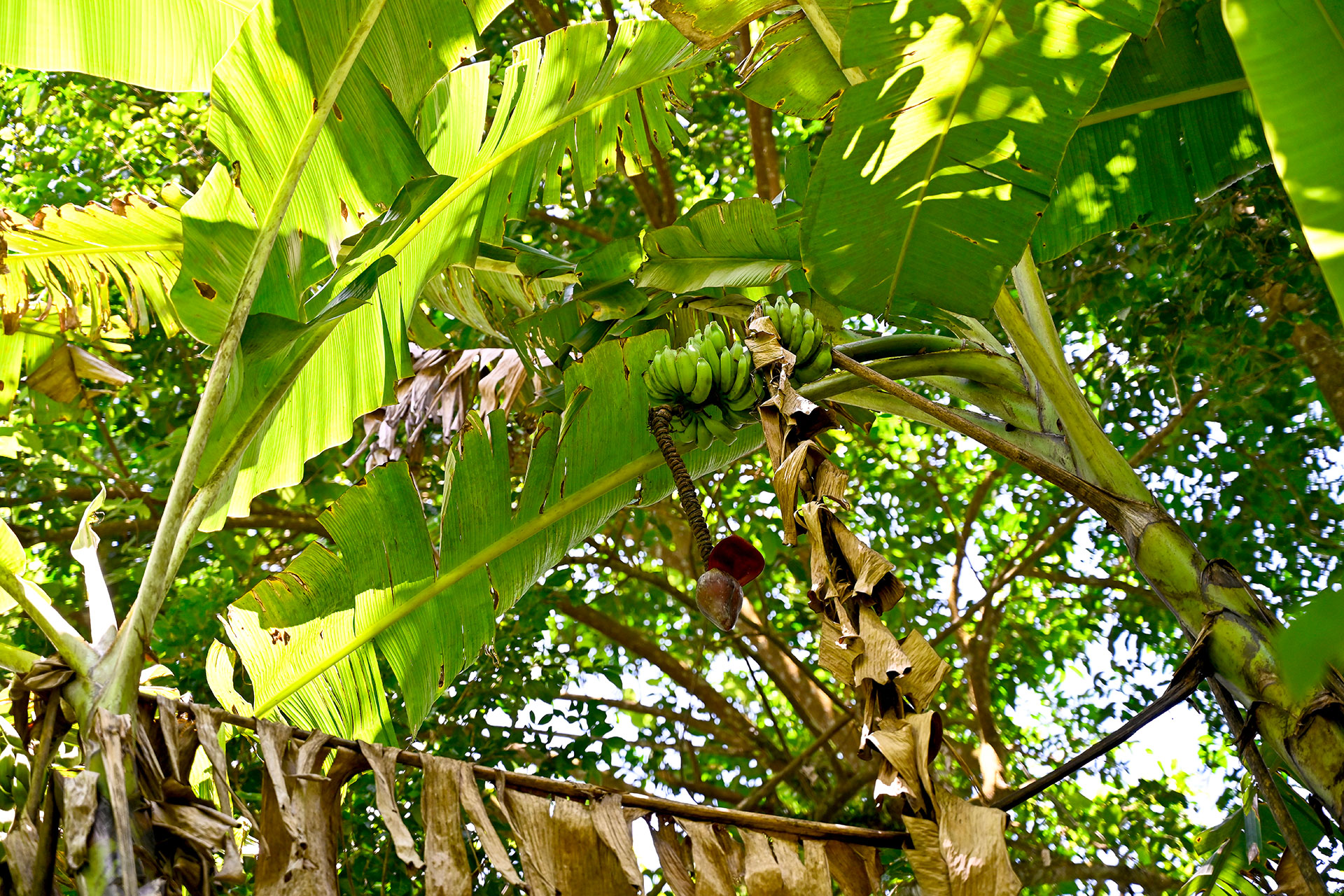 Cluster of green bananas hanging high in the banana tree canopy at Hacienda Eterna Primavera, with light filtering through large tropical leaves.