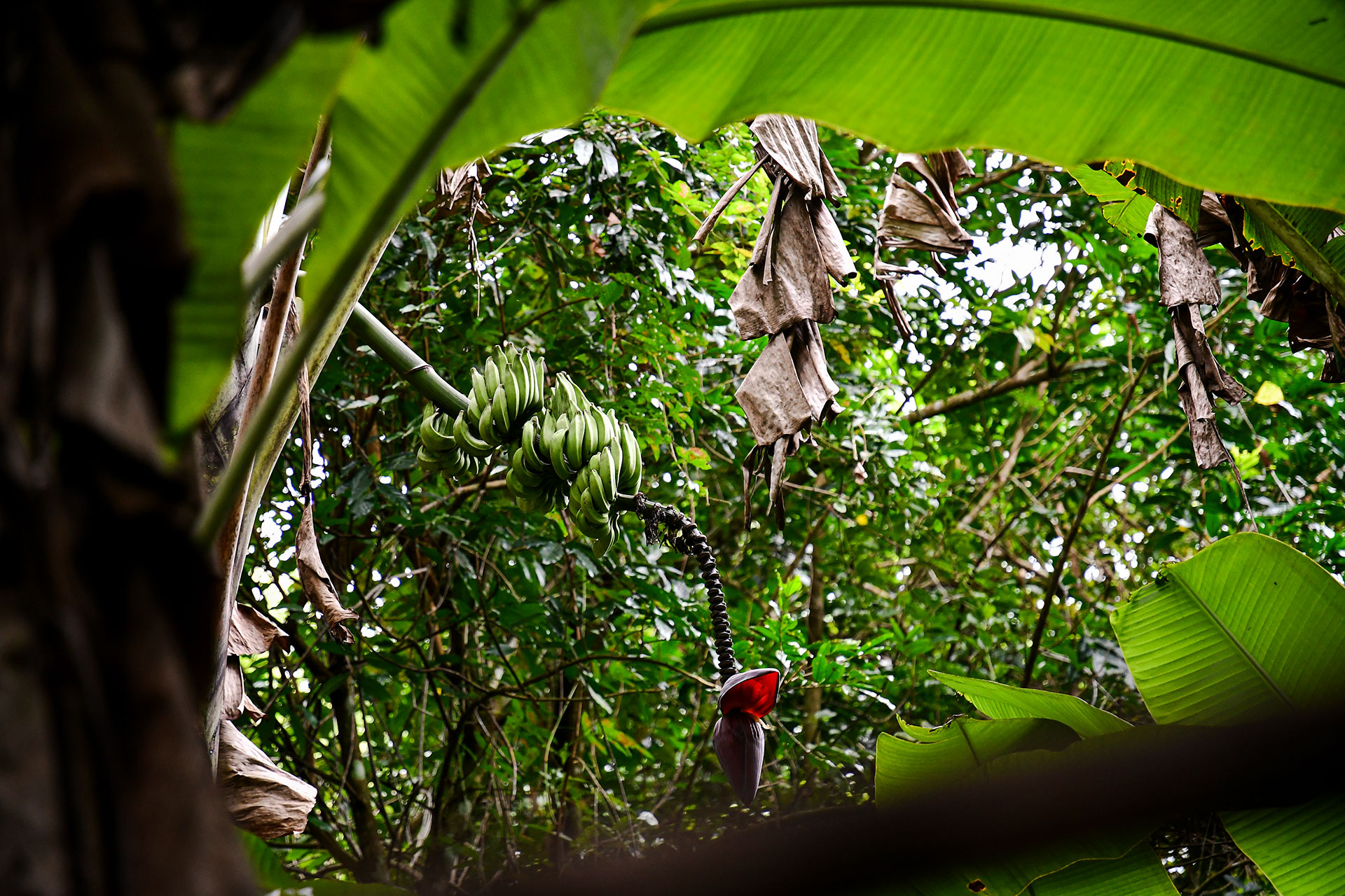 Green bananas and a deep red banana flower hanging over a lush jungle backdrop in the wild garden of Hacienda Eterna Primavera.
