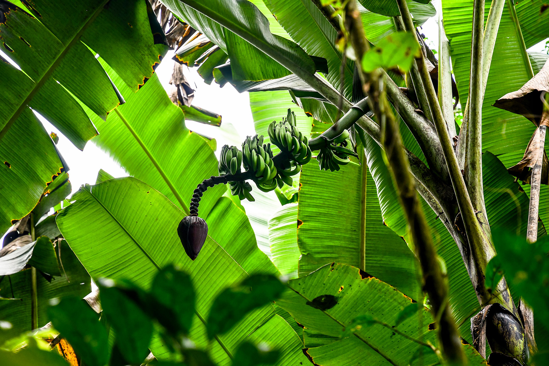 Green bananas and a dark banana flower hanging beneath towering banana leaves in the tropical garden of Hacienda Eterna Primavera.