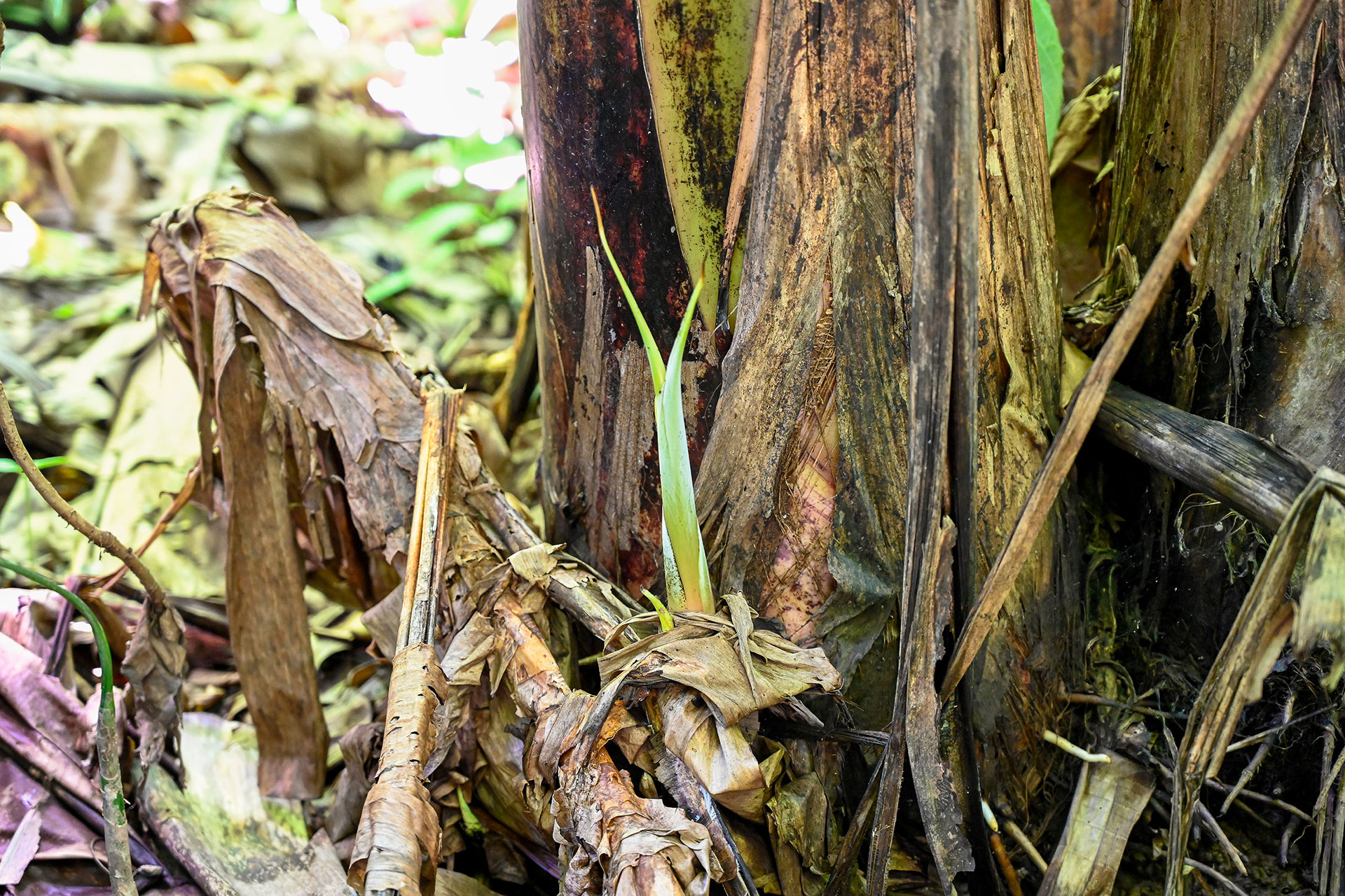 A young banana shoot emerging from the base of older trunks in the wild garden of Hacienda Eterna Primavera.