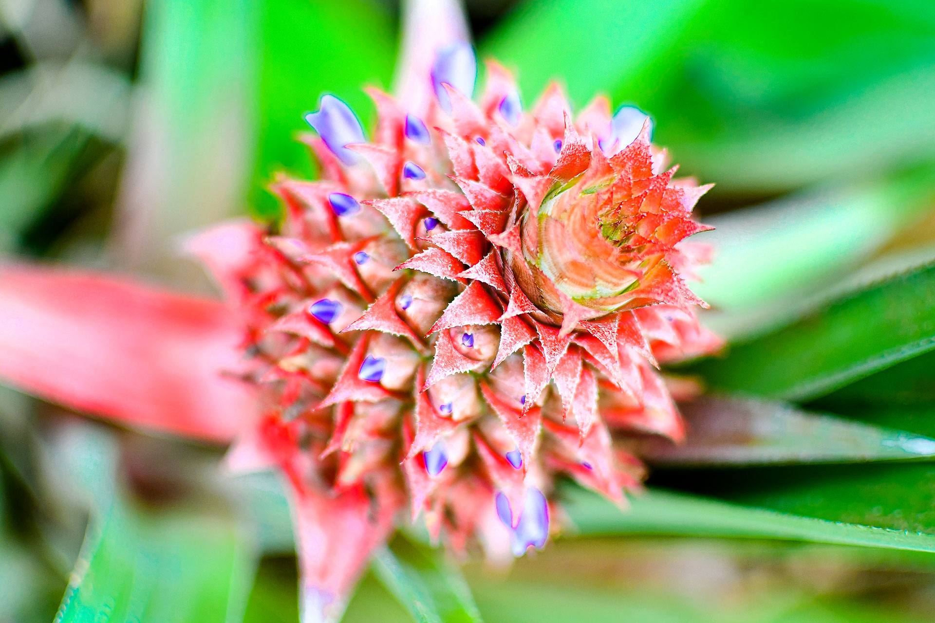 Close-up of a young pineapple with red spikes and tiny purple blooms in the hacienda's tropical garden.