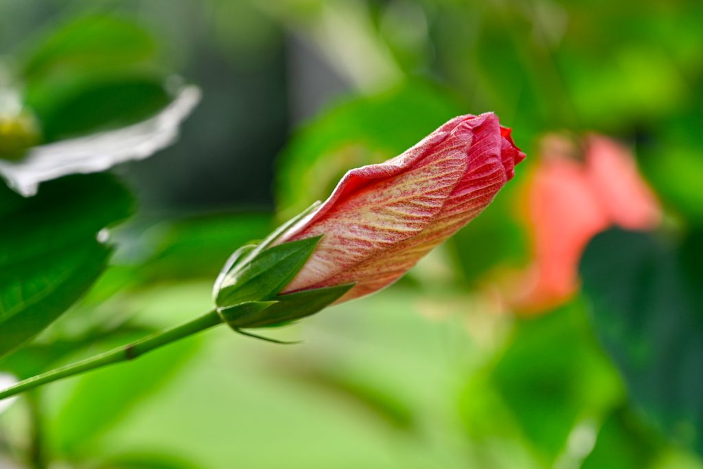 Close-up of a red hibiscus flower bud in the early morning, just before it begins to bloom, with tropical greenery in the background at Hacienda Eterna Primavera.