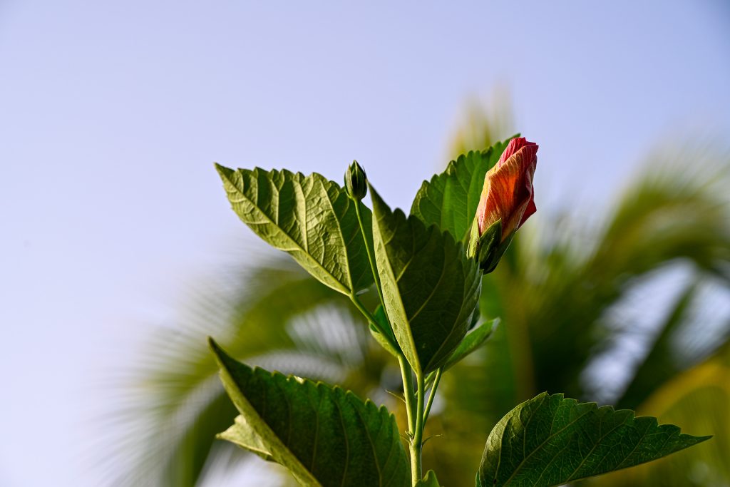Hibiscus bud just before blooming, lit by golden sunrise light with palm trees in the background at Hacienda Eterna Primavera.