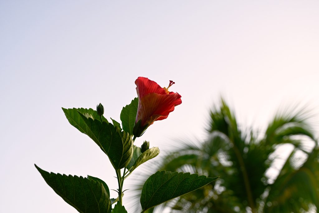 Red hibiscus flower in bloom reaching upward toward the morning sky, surrounded by green leaves and blurred palm trees at Hacienda Eterna Primavera.