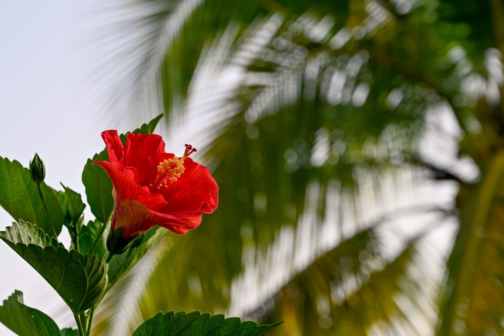 Close-up of a red hibiscus flower in full bloom, highlighted against a blurred background of green palm leaves at Hacienda Eterna Primavera.