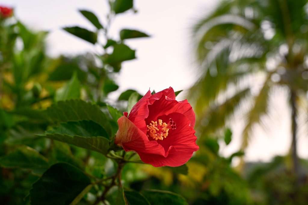 Red hibiscus flower partially opened, revealing its yellow stamens, with green leaves and palm trees in the background at Hacienda Eterna Primavera.