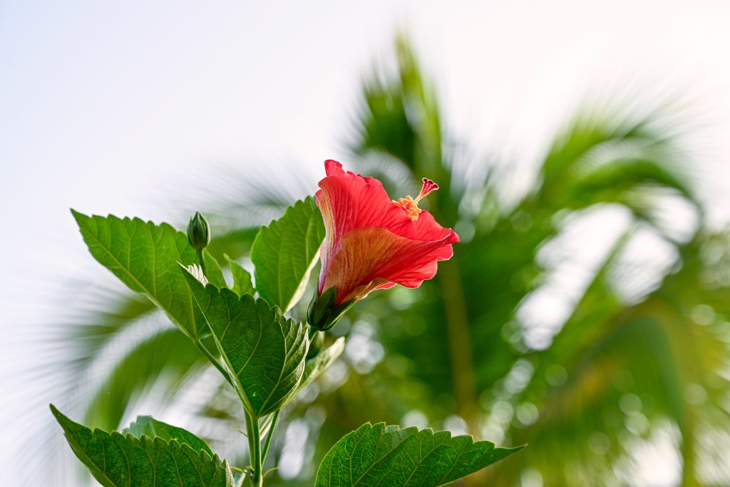 Red hibiscus flower in full morning bloom with green leaves and palm fronds in the background at Hacienda Eterna Primavera in Puerto Rico.