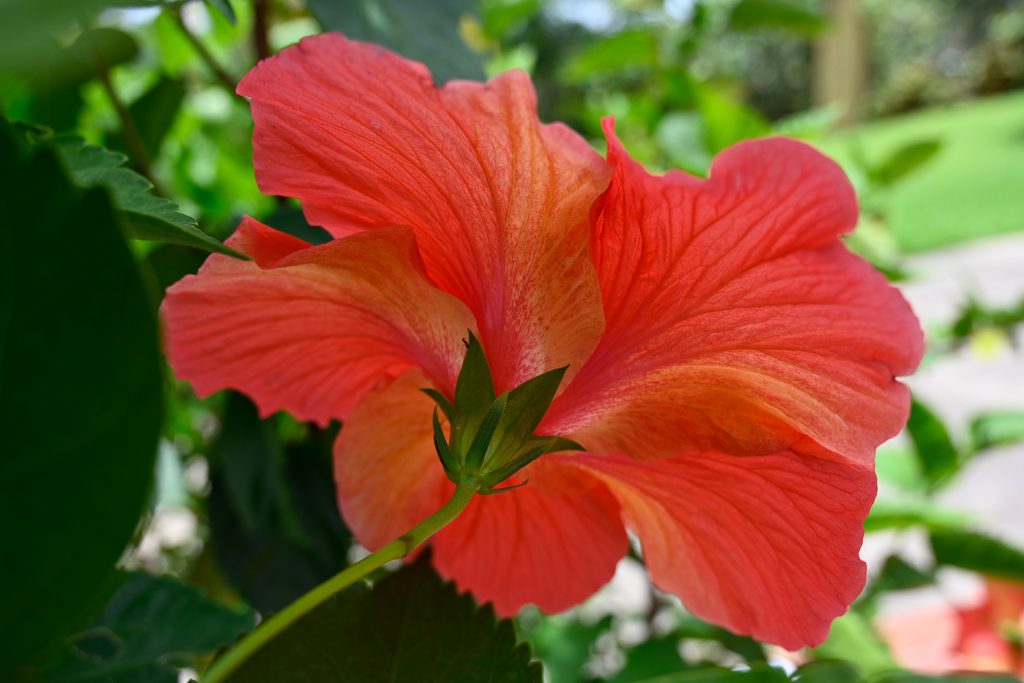 Backside view of a red hibiscus flower in full bloom, showing detailed petal texture and color gradients at Hacienda Eterna Primavera.