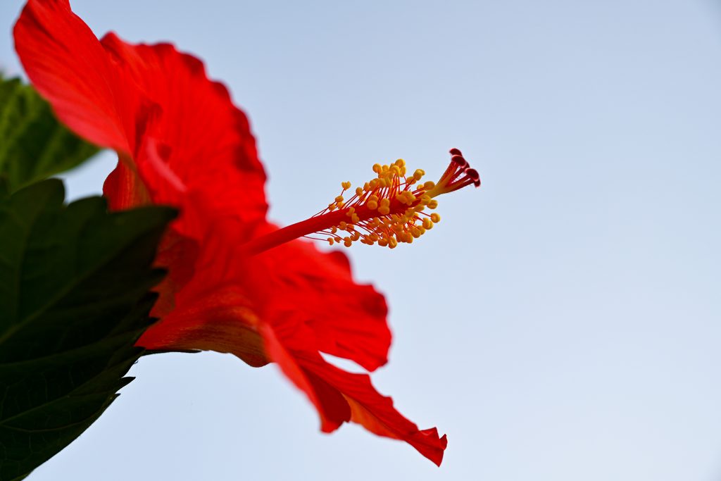 Close-up of a red hibiscus flower’s yellow stamen set against a pale blue tropical sky at Hacienda Eterna Primavera.