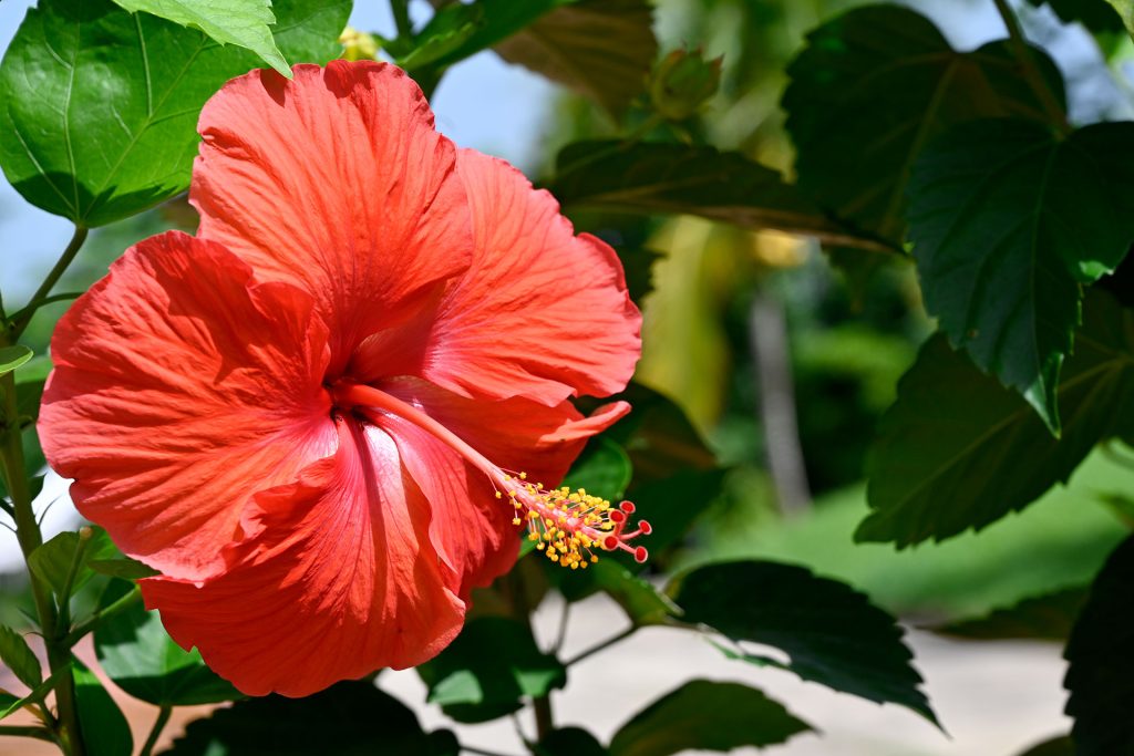 Full bloom red hibiscus flower with bright yellow and red stamen surrounded by green leaves in the gardens of Hacienda Eterna Primavera, Puerto Rico.