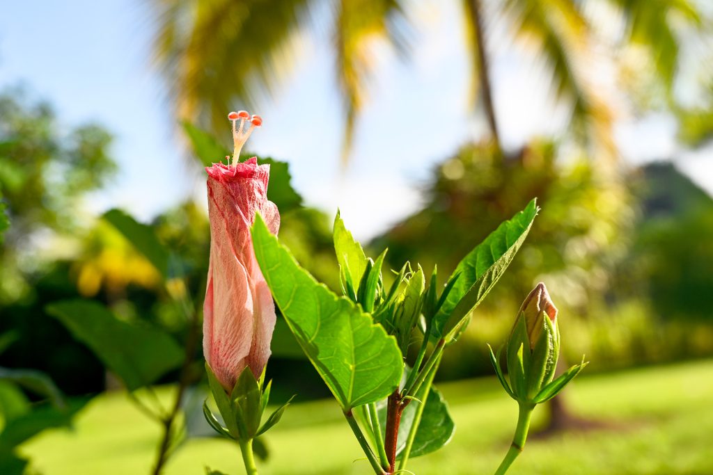 Fading hibiscus flower after full bloom, lightly closed with exposed stamen, surrounded by green leaves and palm trees in the tropical garden of Hacienda Eterna Primavera.