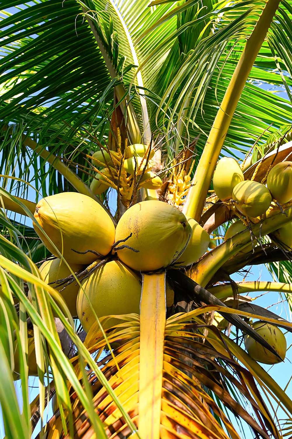 Golden coconuts growing on a tall tropical palm tree under bright blue sky