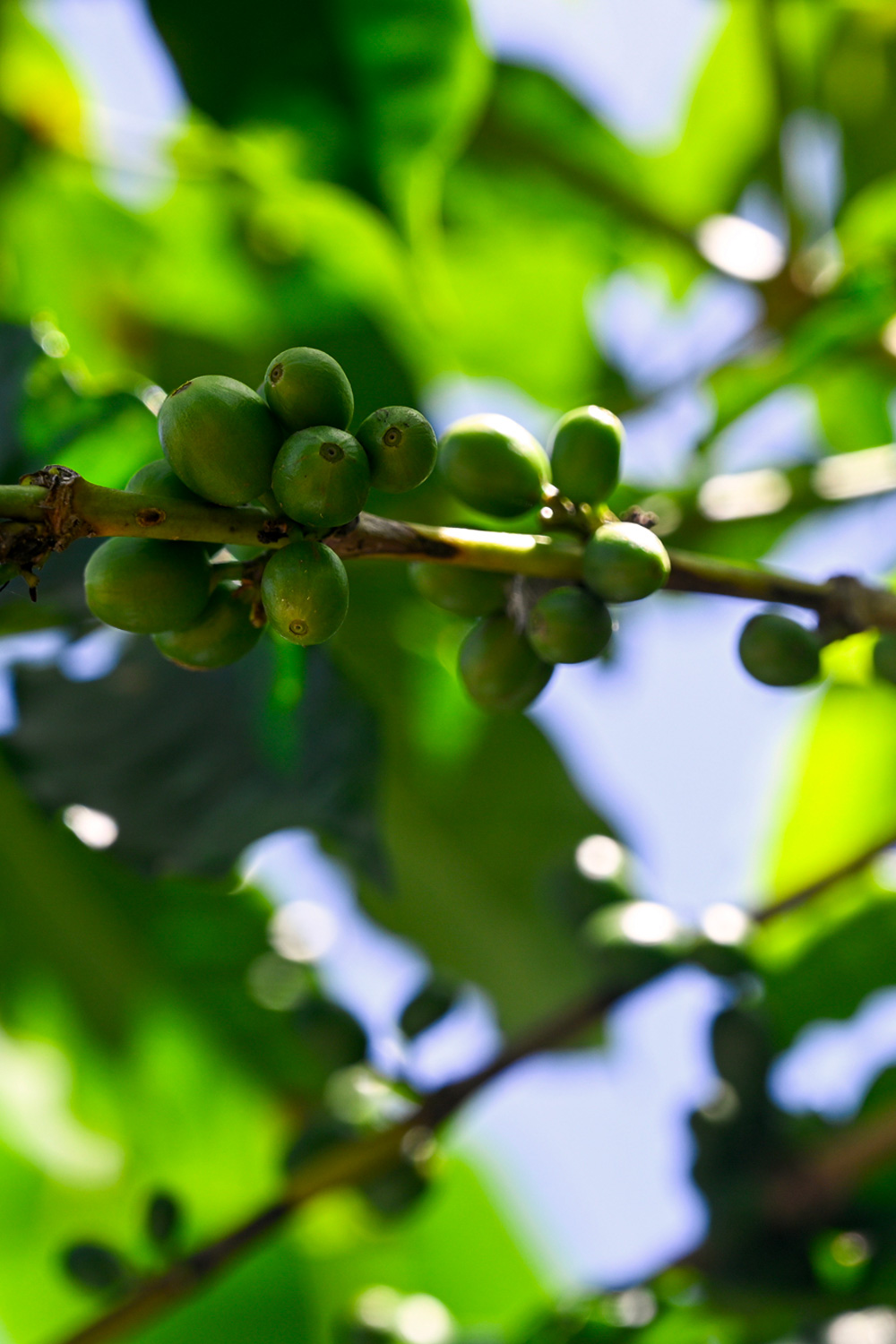 Green coffee cherries growing on a branch in the tropical mountain sun