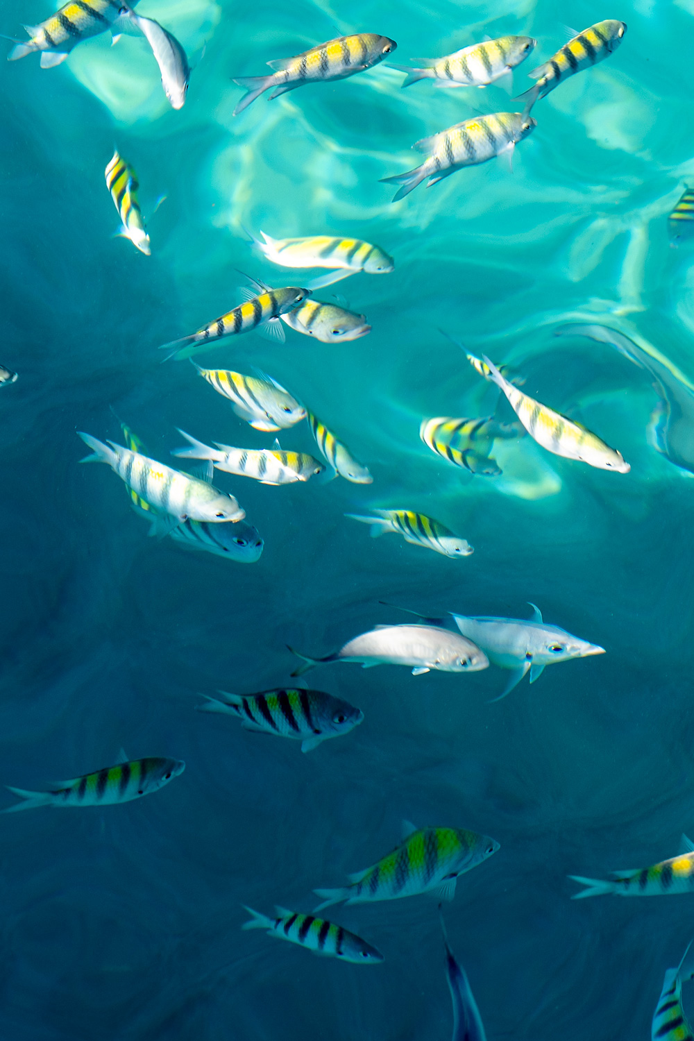 School of colorful tropical fish swimming in crystal clear turquoise water