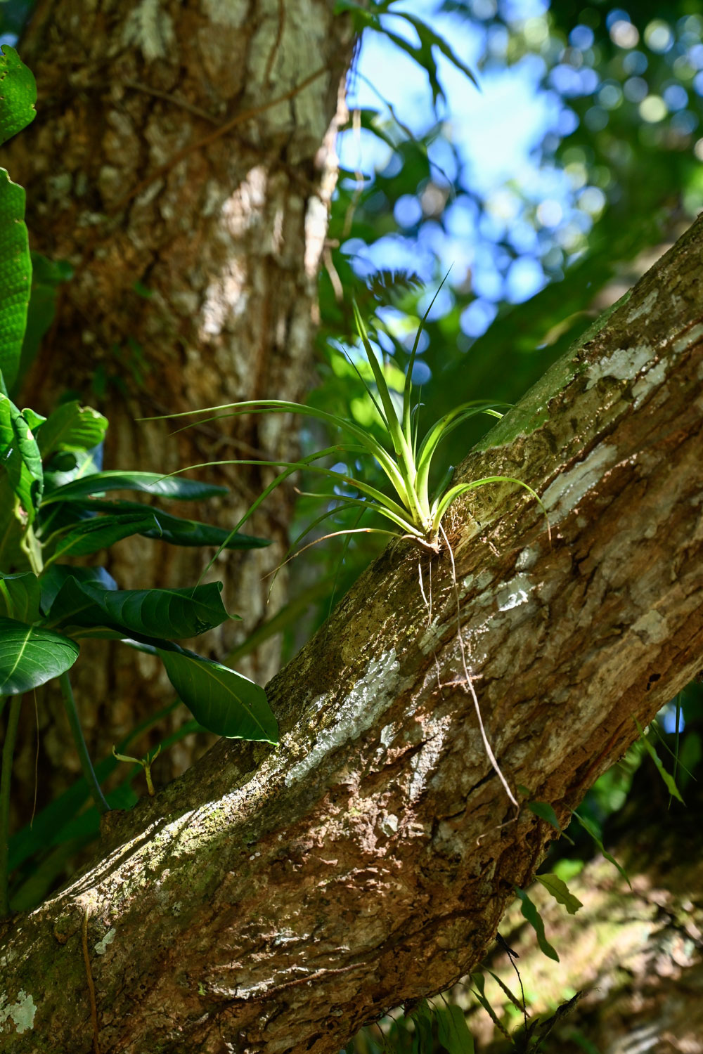 Air plant growing on a tree trunk in a tropical forest setting