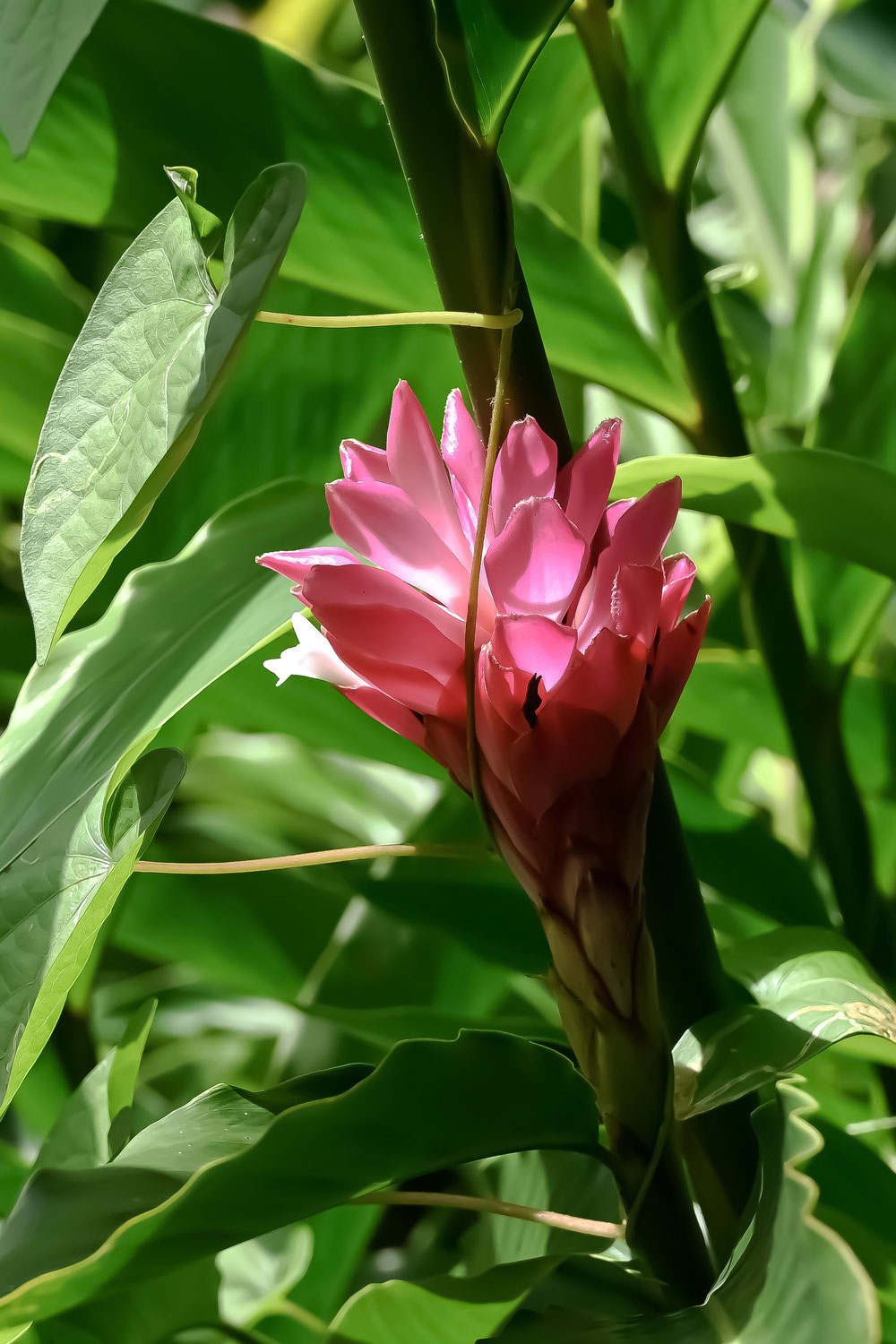 Vibrant pink torch ginger flower surrounded by rich green jungle leaves