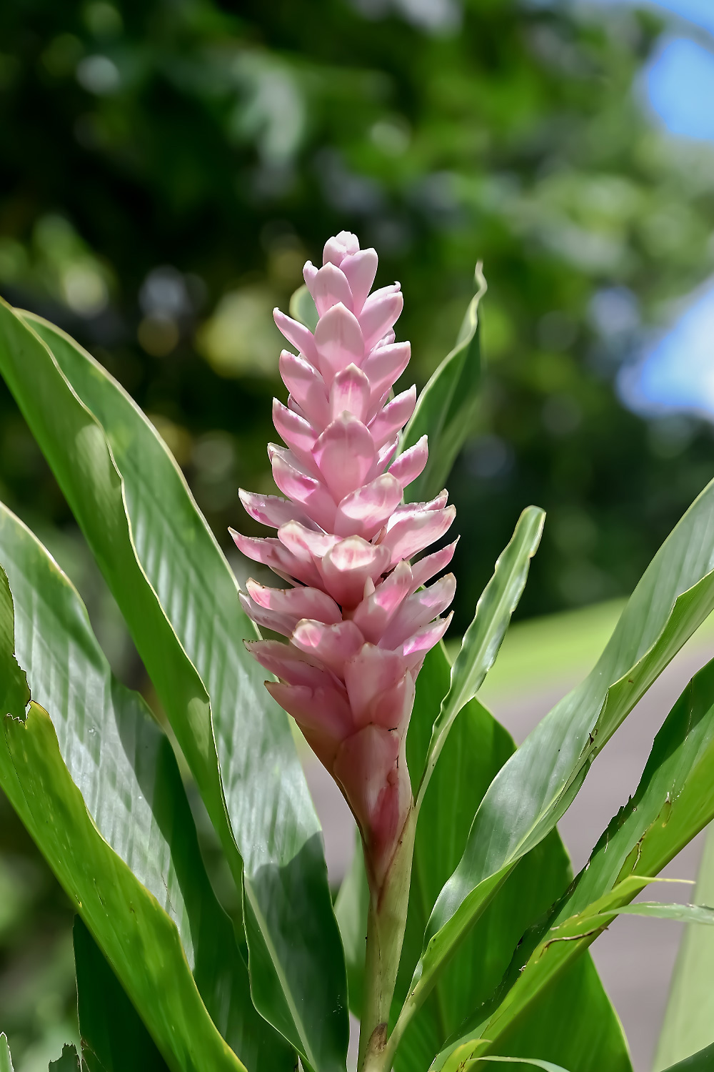 Soft pink ginger flower growing in bright tropical garden light