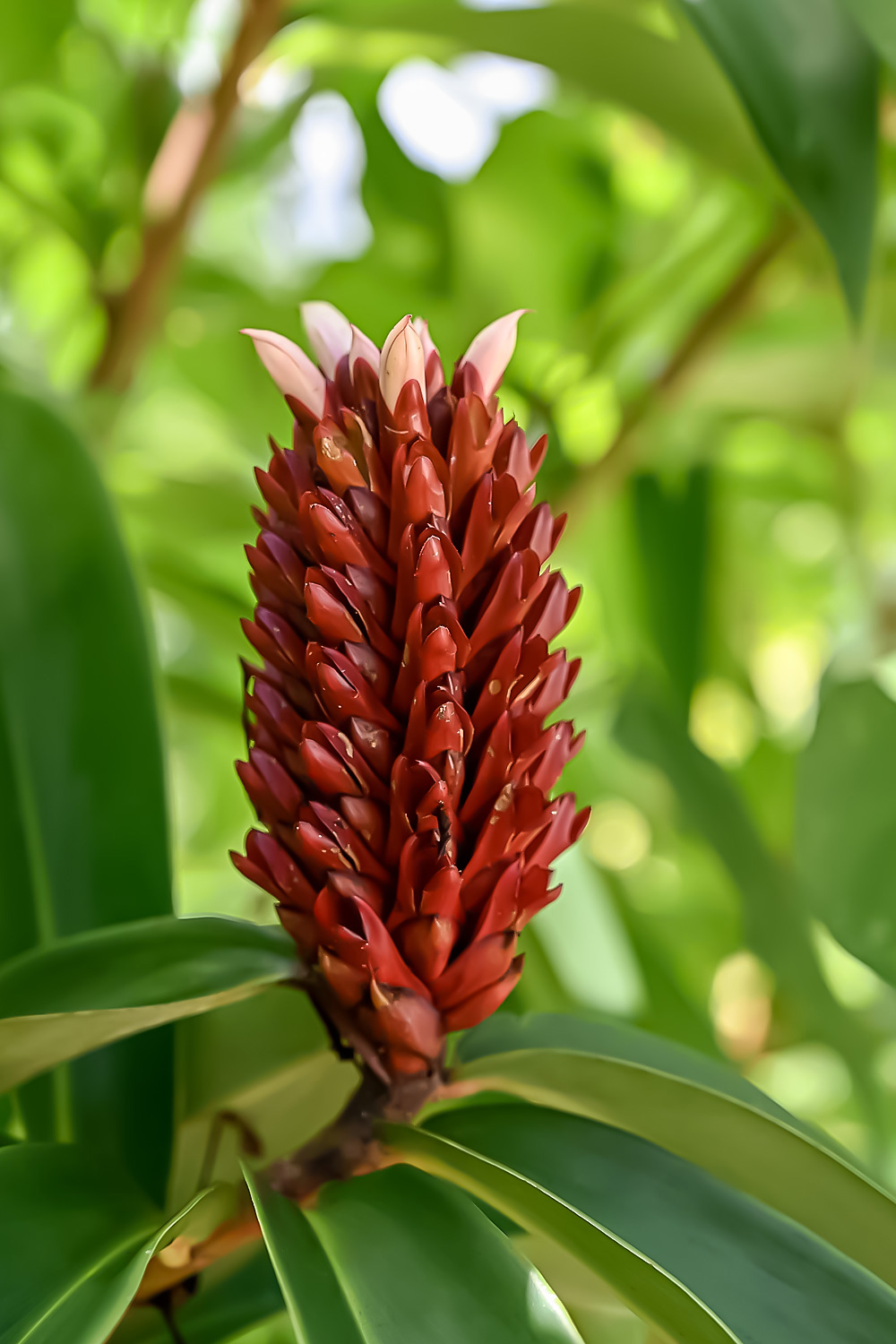 Red ginger torch flower blooming among lush green leaves
