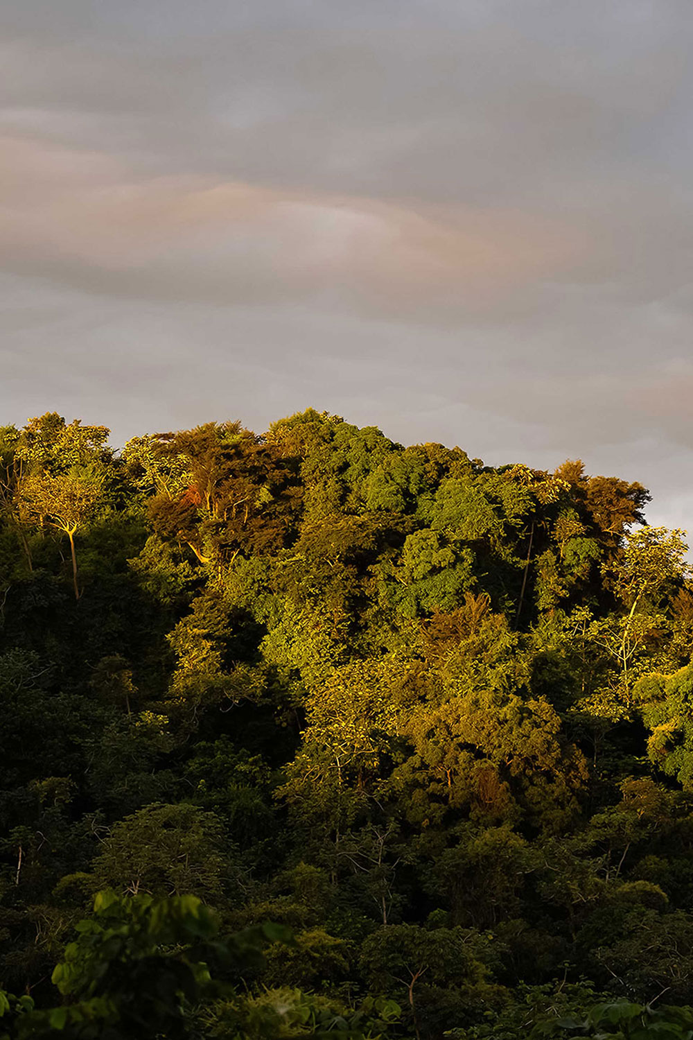 Tropical mountain forest lit by warm afternoon sunlight in Puerto Rico