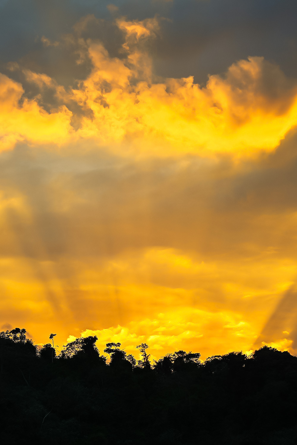 Close-up view of palm tree bark with green palm fronds behind