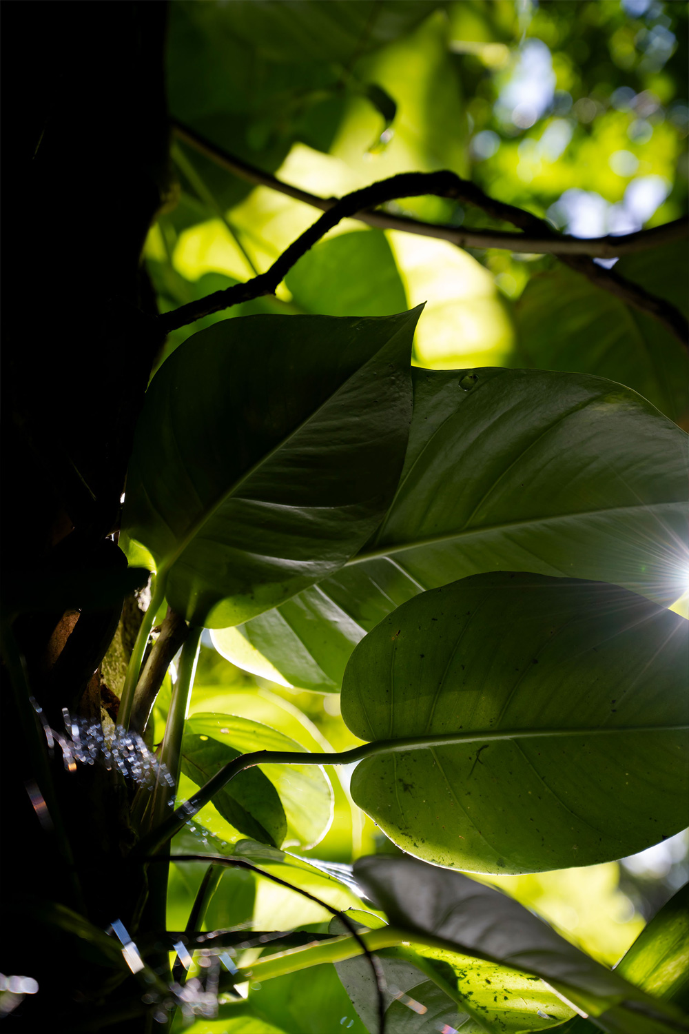 Large tropical leaves with sunlight filtering through the canopy