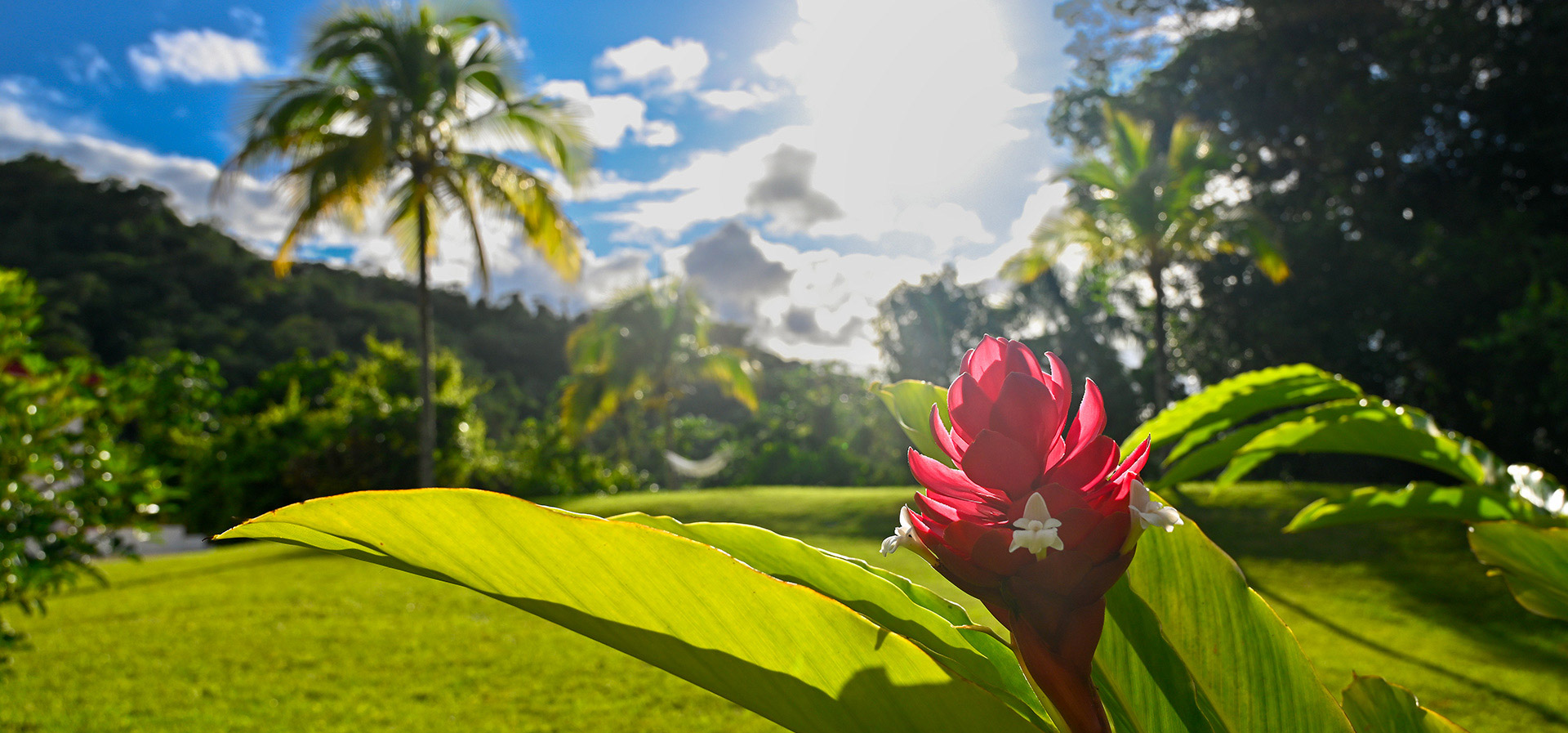 Close-up of tropical red ginger flower with palm trees and mountain views at Hacienda Eterna Primavera in Puerto Rico.