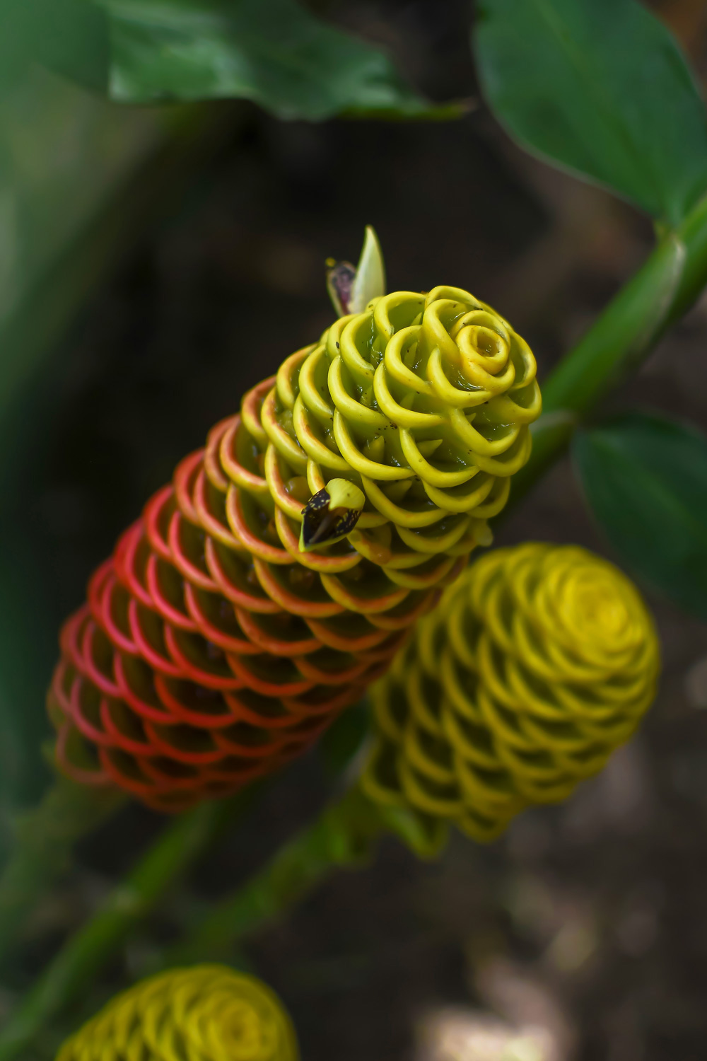 Close-up of yellow and red beehive ginger flower with tropical foliage