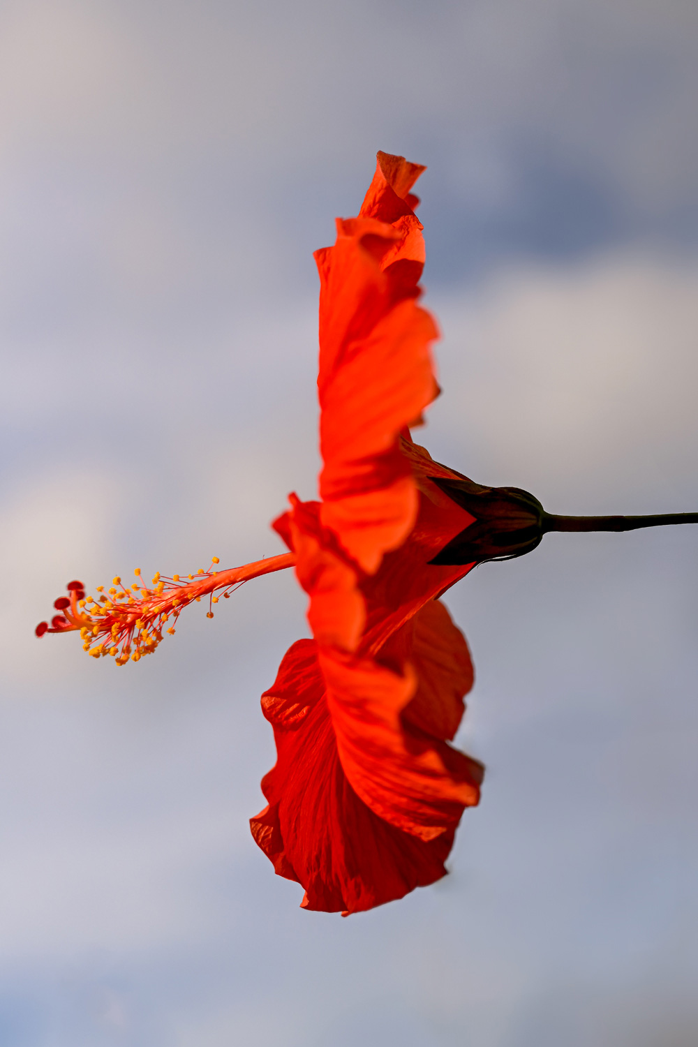 Red hibiscus flower in full bloom against a soft cloudy sky