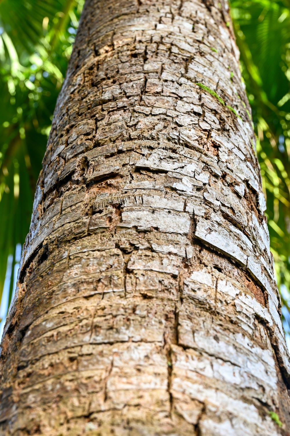 Close-up view of palm tree bark with green palm fronds behind